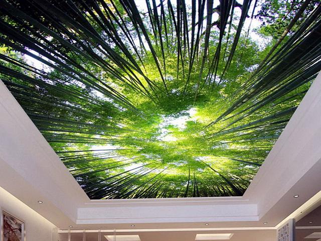 бамбуковый лес над головой сверху